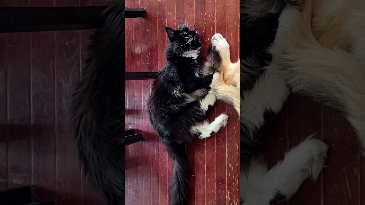 PURE LOVE: ❤️ Maine Coon Cat & Huge German Shepherd's Heartfelt Friendship! 🐾 #cat #germanshepherd