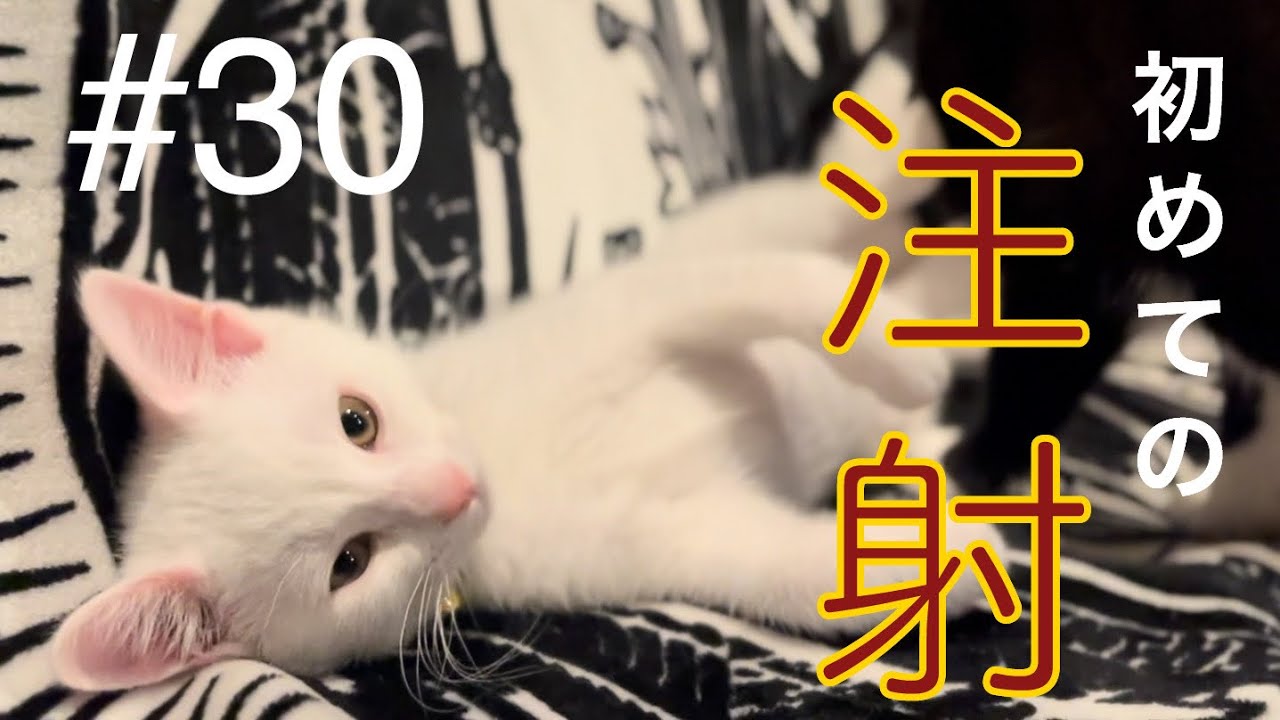 【子猫と猫兄妹】＃３０　銀初めての注射