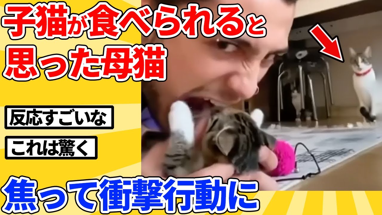 【2ch動物スレ】子猫が飼い主に食べられると勘違いした母猫→衝撃の行動に