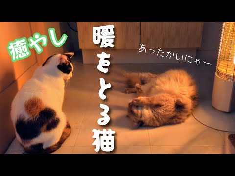 暖をとる猫の姿が癒やし♪