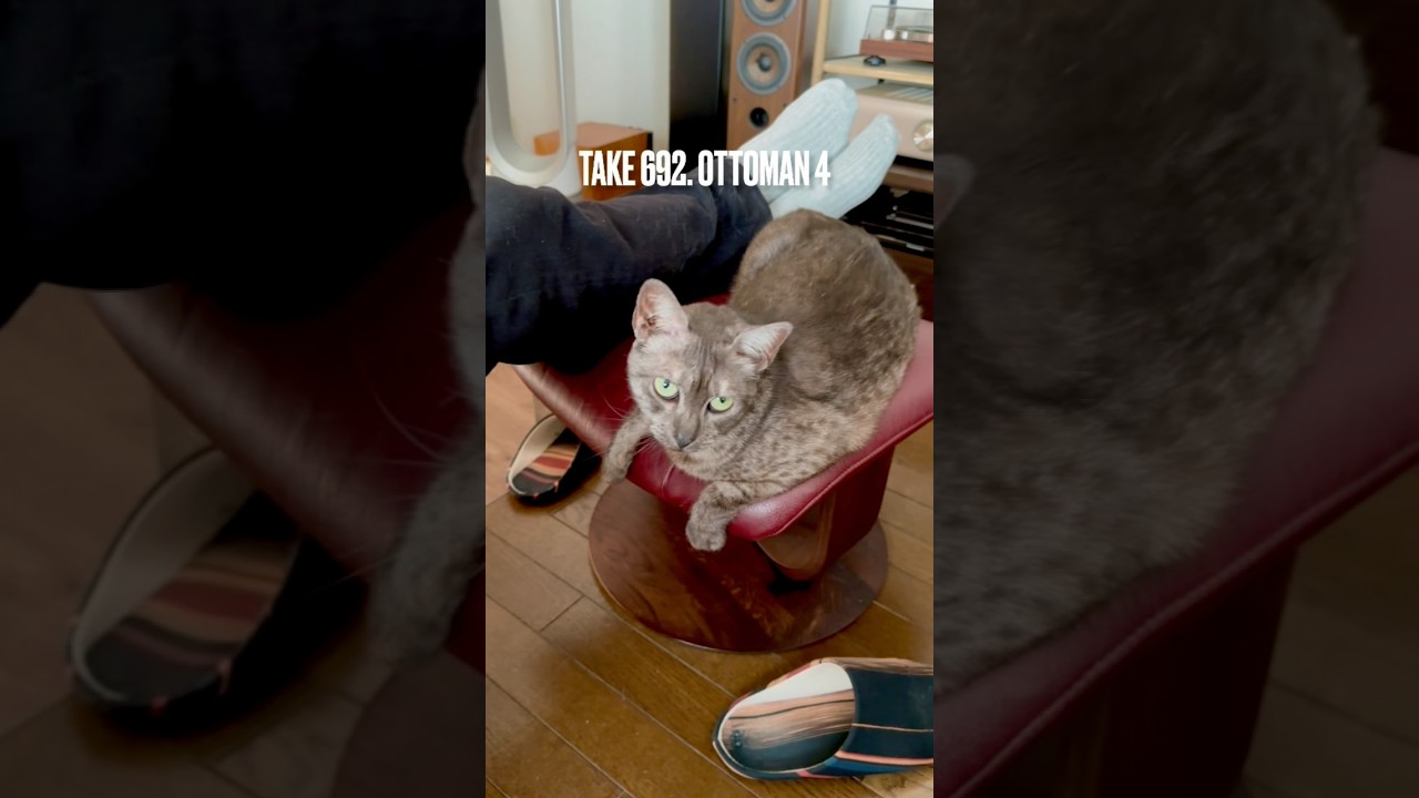 #オットマン で #ごはん待ち #遊び待ち #パーソナルチェア待ち にゃ❗️二人共動かにゃい‼️#egyptianmaucat #エジプシャンマウの仲間たち #エジプシャンマウ #shorts