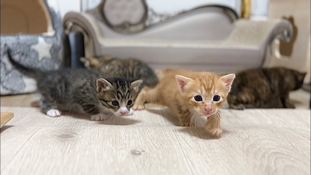 生後21日 ついに兄猫と合流！しっぽを爆発させ探検をする赤ちゃん猫【ラプ保護物語#27】Exploring the room of a 3-week-old baby cats.