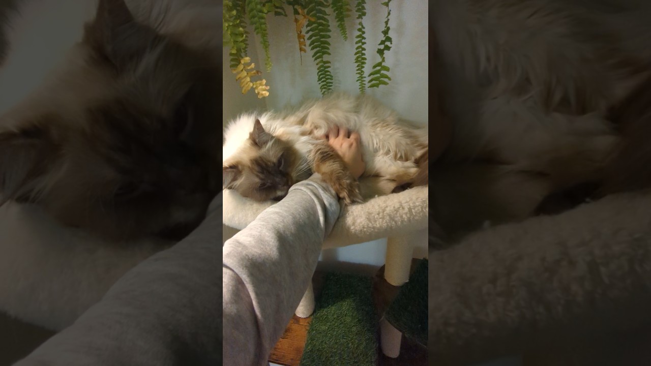 My cat's warm hand and belly rubs 😺🥹#cat #angelcat #love