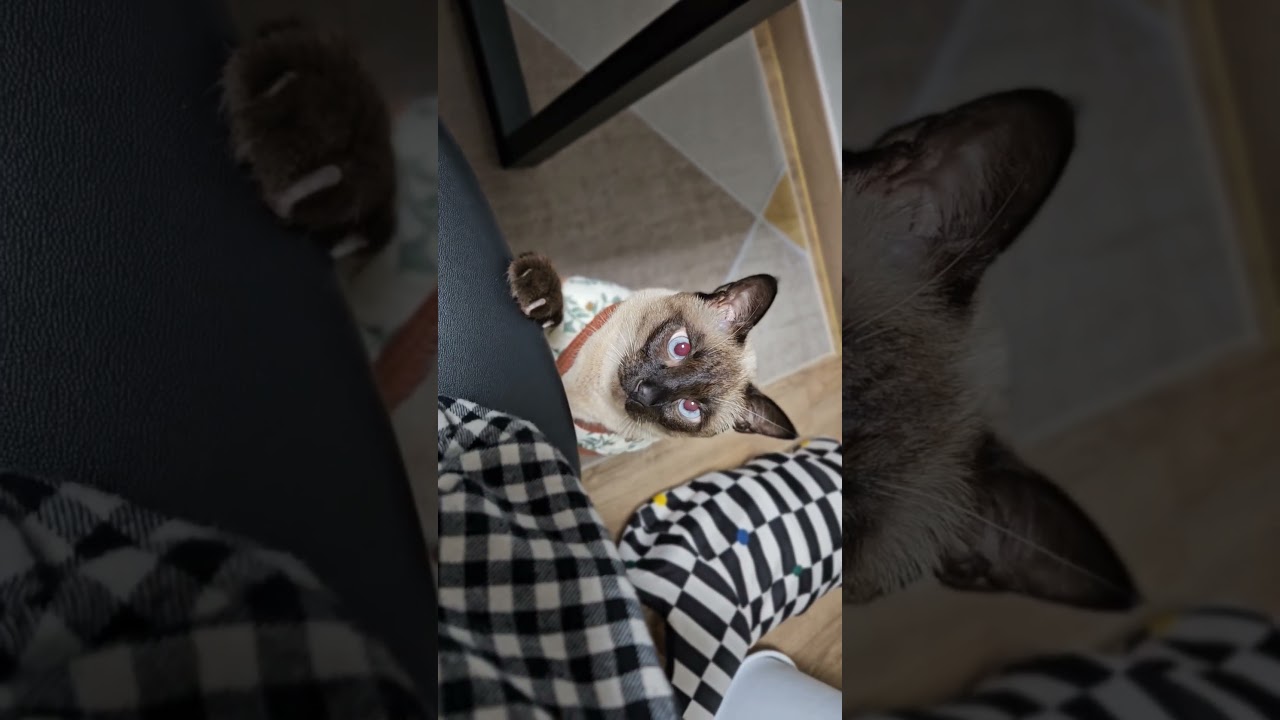 ひょっこり現れた猫さん、抱っこしてほしいみたい🤭 #シャム猫ひおろ #cat