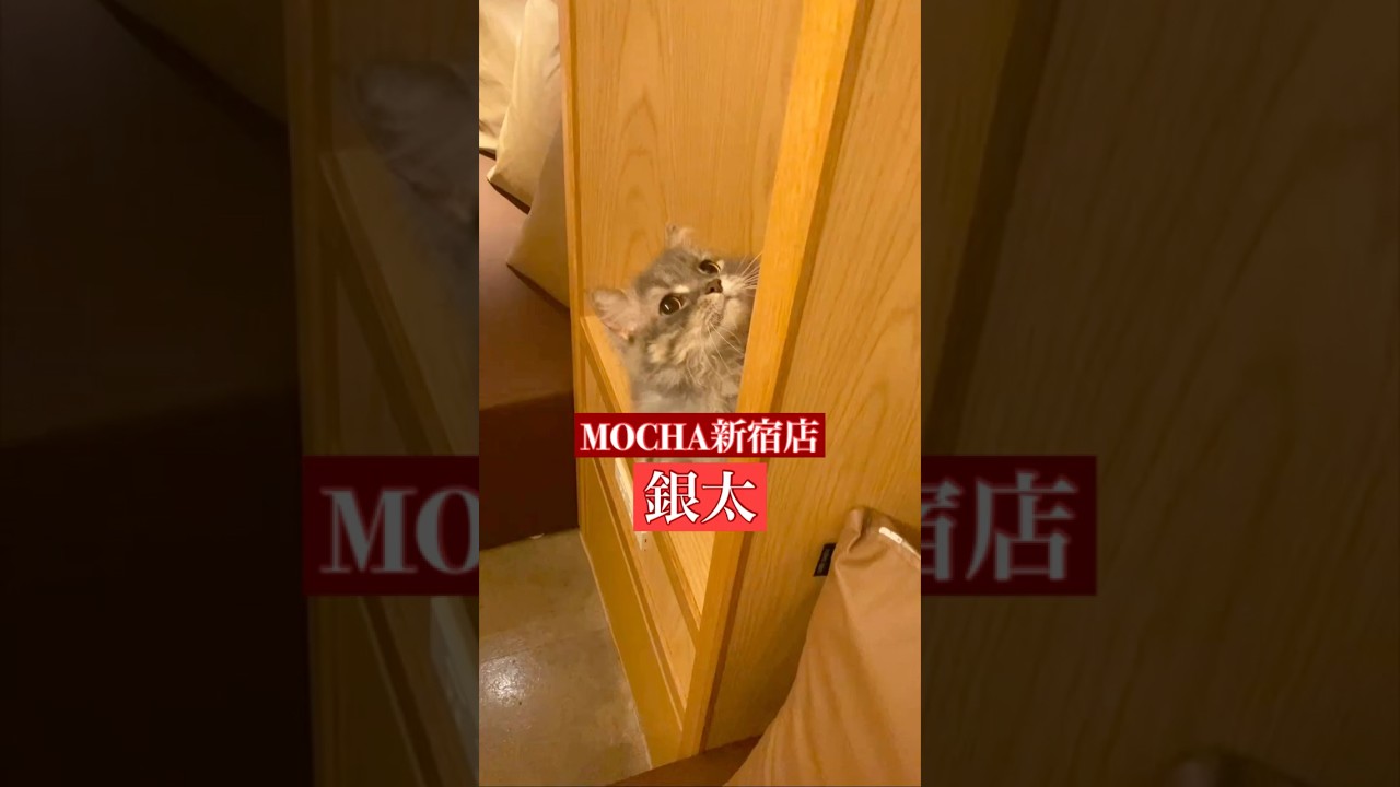 🐱銀太🐱　(スクーカム♂)　猫カフェMOCHA新宿店　2024/12/4 撮影分　　#日替わり猫カフェにゃんこ　#cat #catcafe