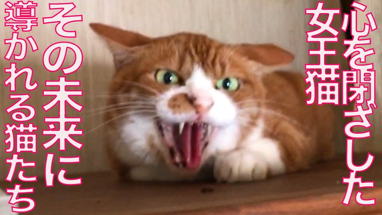 野良猫と人の友情、1年半の時を超えて My friendship with the boss-cat 'Ani'