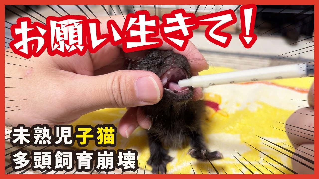 【保護 未熟児子猫】生きて！小さく生まれた子猫が生きゆく姿。