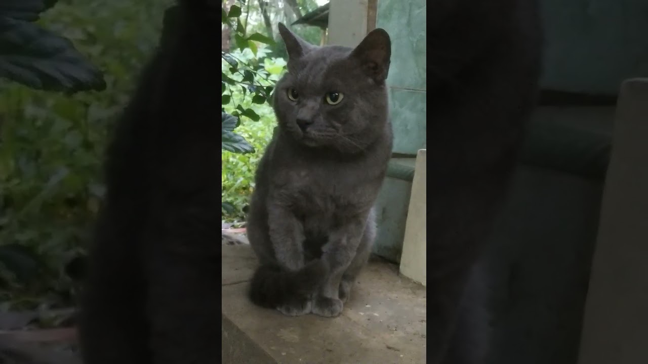 Aura berkarisma Tinggi #cat #slowed #catlover #kucinggemas #kucinglucu #kucingmager #shorts