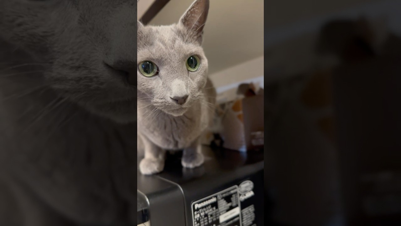 ウィルの毎日 557 ミスドはオレが守る！ #ロシアンブルー #RussianBlue #Cat #猫 #ねこ