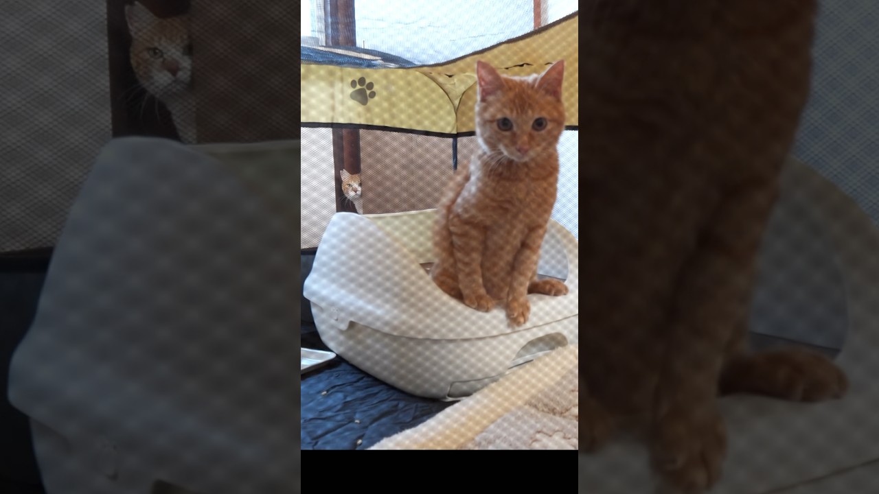 先住猫が新入り子猫に容赦ない #元野良猫チャチャ #ねこ #ネコ #猫武将 #猫 #チャチャ #保護猫