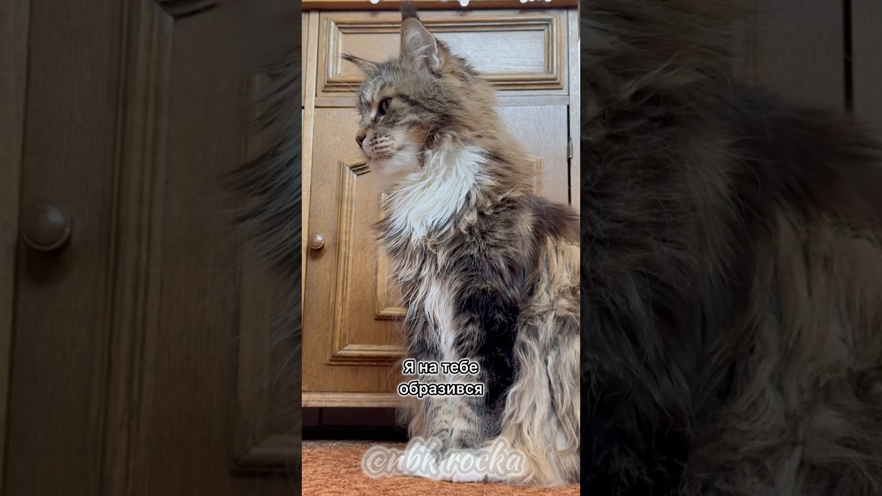 Я на тебе образився.  І не підходь тепер до мене лащитись. Йди туди, де цілий день була 😾