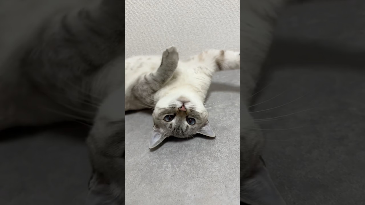 撫でてらくるりんぱする猫　#シャムトラ #元保護猫 #シャムミックス  #cat #猫耳 #kitten  #猫耳 #siamesemix