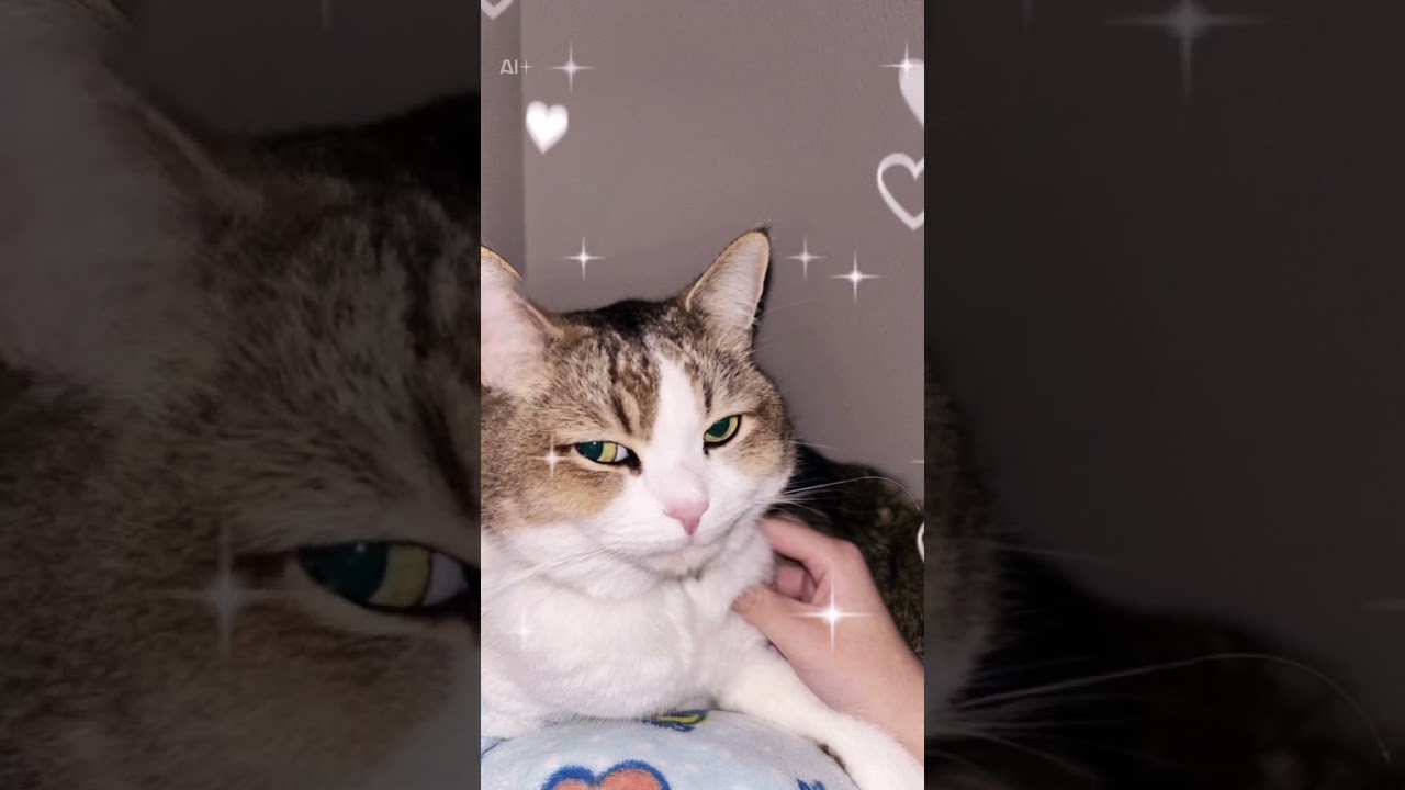 日本を語る猫さん #cat #猫のいる暮らし #猫のいる生活 #日本#日本文化#睡眠#ねむい