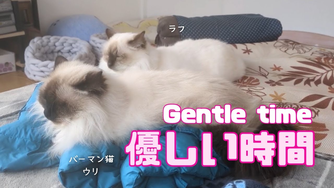 バーマン猫ウリとラフとガブ【優しい時間】Gentle time（バーマン猫）Birman/Cat