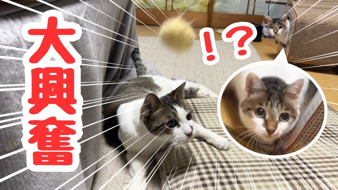 大興奮で遊ぶ猫達が面白い表情&動き連発で最高すぎる！！！