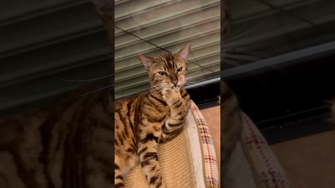 オヤジくさいシンタローの指ペロペロ😂#癒し動画 #cat #catlover #ベンガル #bengalcat #ねこ癒やし #猫がいる暮らし
