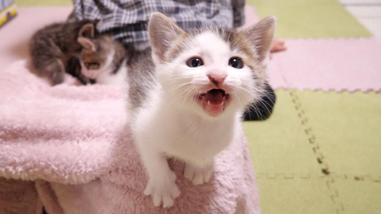 仲良し子猫はすぐに集まりみんなで遊ぶ【赤ちゃん猫　保護猫】