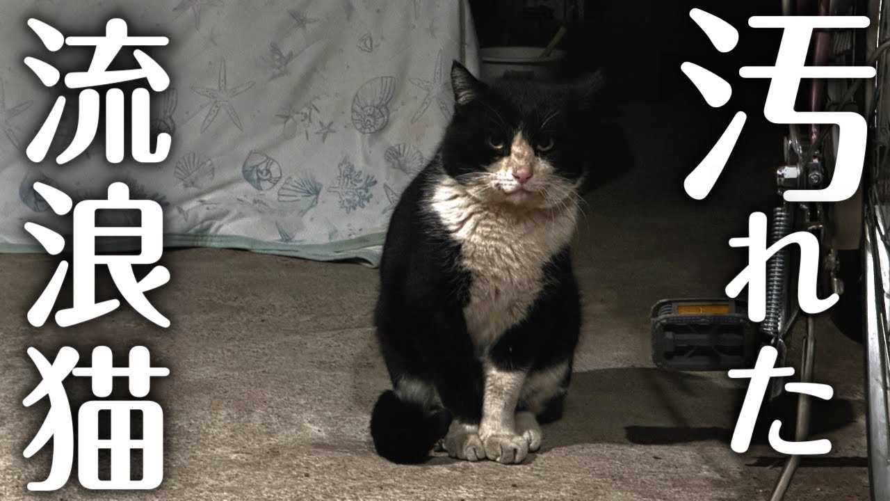 ボス猫がいなくなった河原に次々と流浪猫が辿り着く【地域猫】