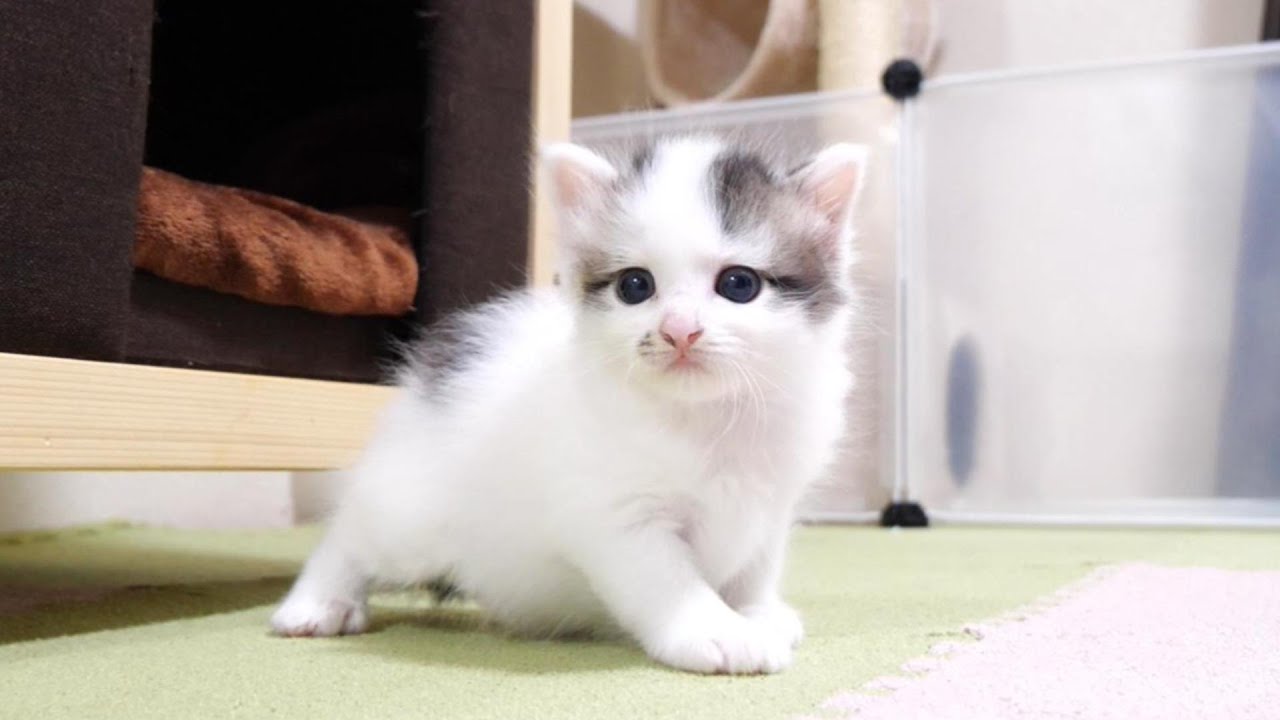 気づいちゃった子猫。この音はミルクじゃない。【赤ちゃん猫　保護猫】