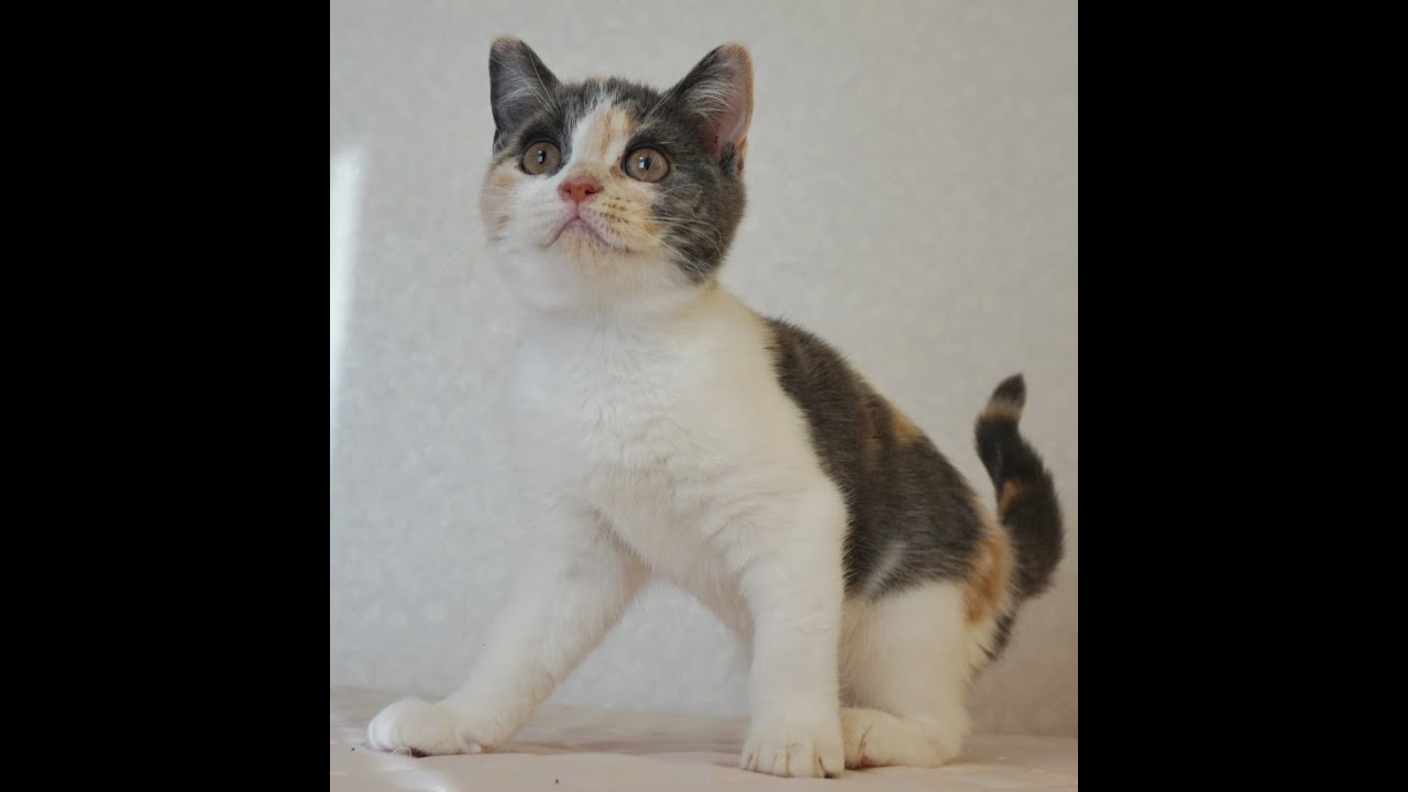 ブリティッシュショートヘアー子猫　British Shorthair　2024.11.11産まれ　ダイリュートキャリコ　パステル三毛　洋三毛猫　女の子　シーダキャット猫のお店