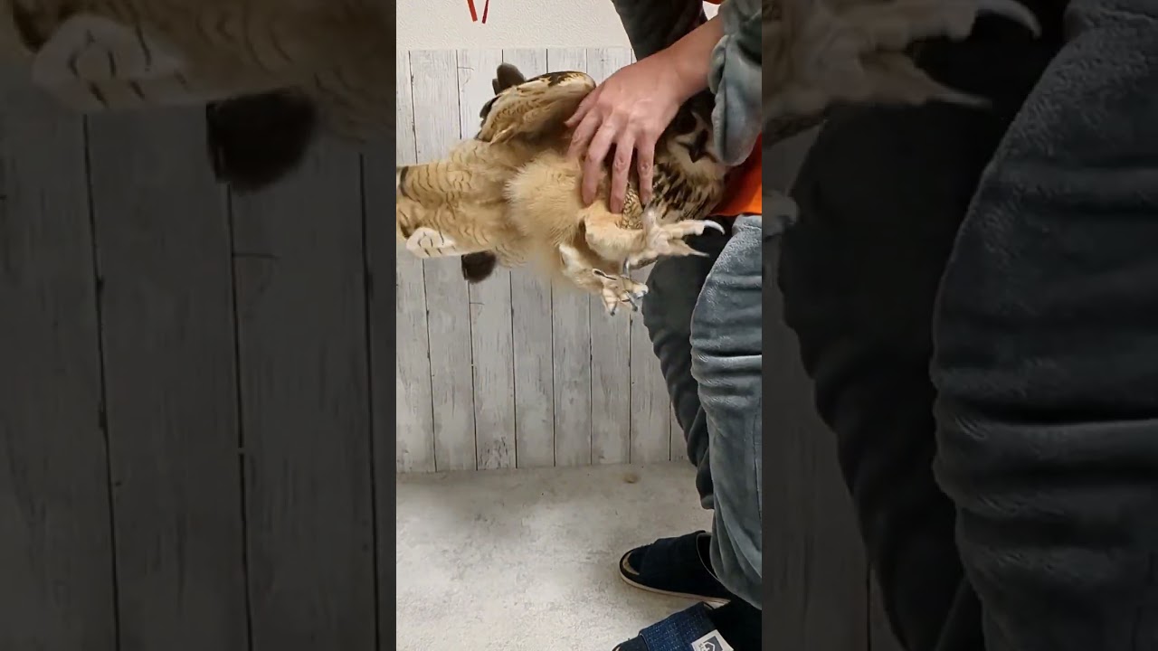 爪切りに連れていかれるフクロウ(〇v〇)