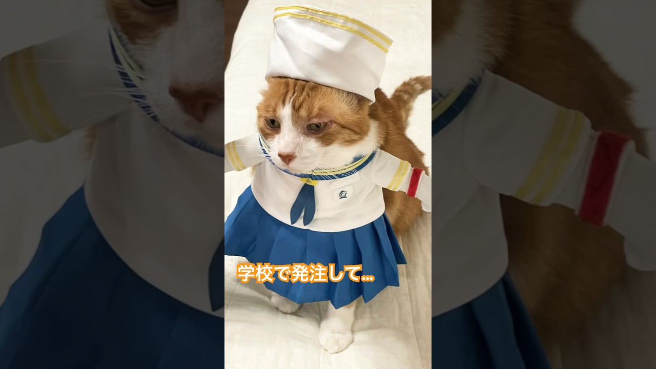 学校の制服着てるだけなのに #高校生あるある #青春あるある #老け顔あるある #ねこ #shorts