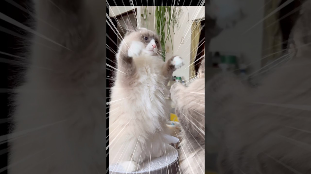 大型猫同士の迫力ある熱いバトル #shorts #ノルウェージャンフォレストキャット #サイベリアン #cat