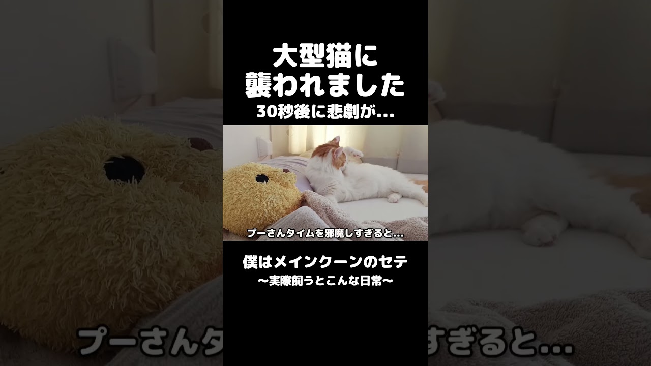 穏やかな猫メインクーン #メインクーン #猫 #猫のいる暮らし #mainecoon #cat