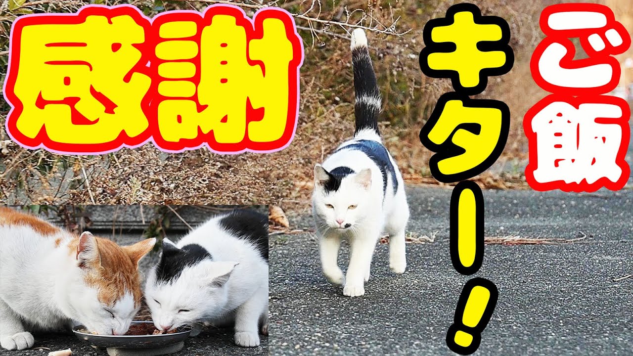 強烈寒波 空腹 ボクシング猫にご飯をあげたらとんでもないことに・・・ さくらねこへのエサやり