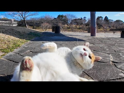 公園の猫ちゃん撫でると喜んで池の側の東屋に向かった