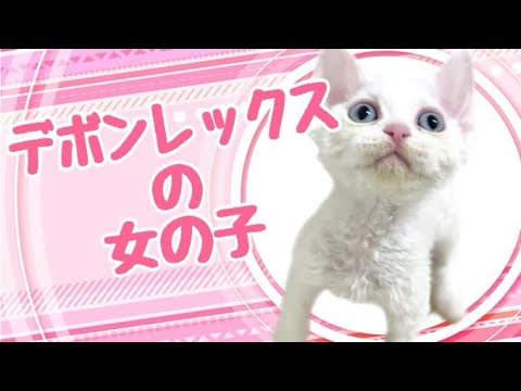 デボンレックスの子猫　（和歌山）