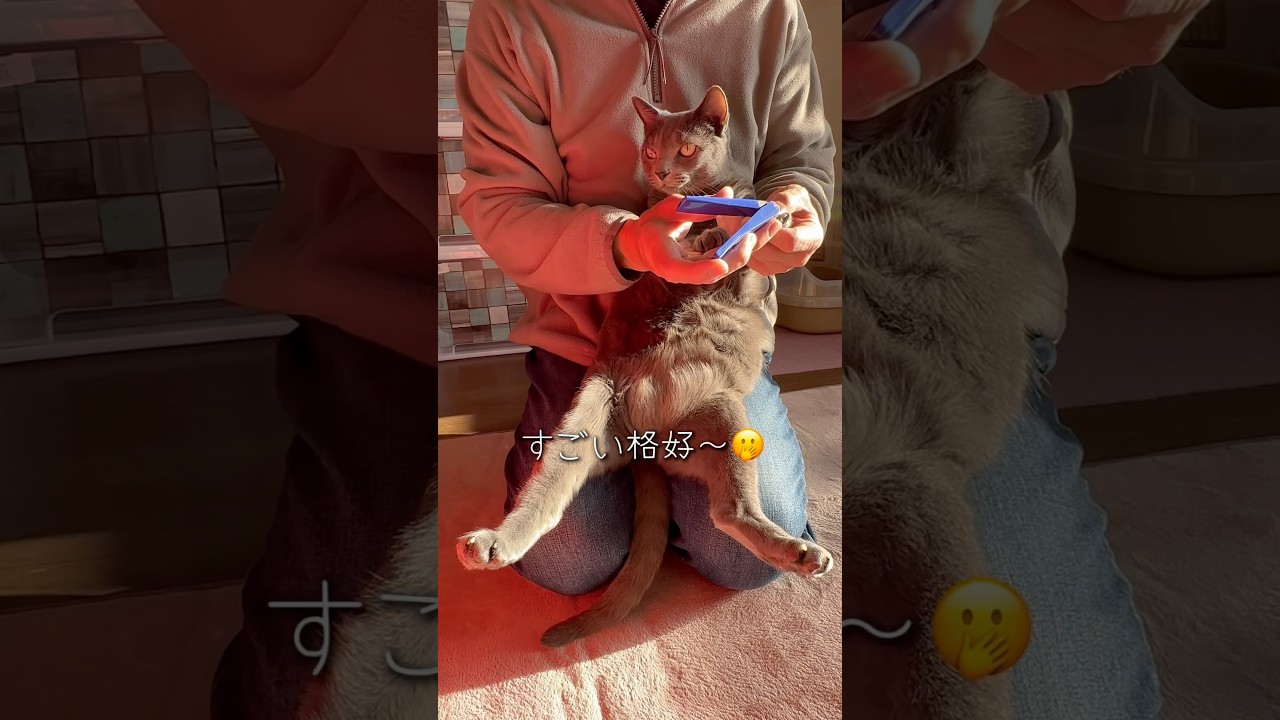【ロシアンブルー】めろんの爪切り...いつもこんな感じです😊【猫】#shorts