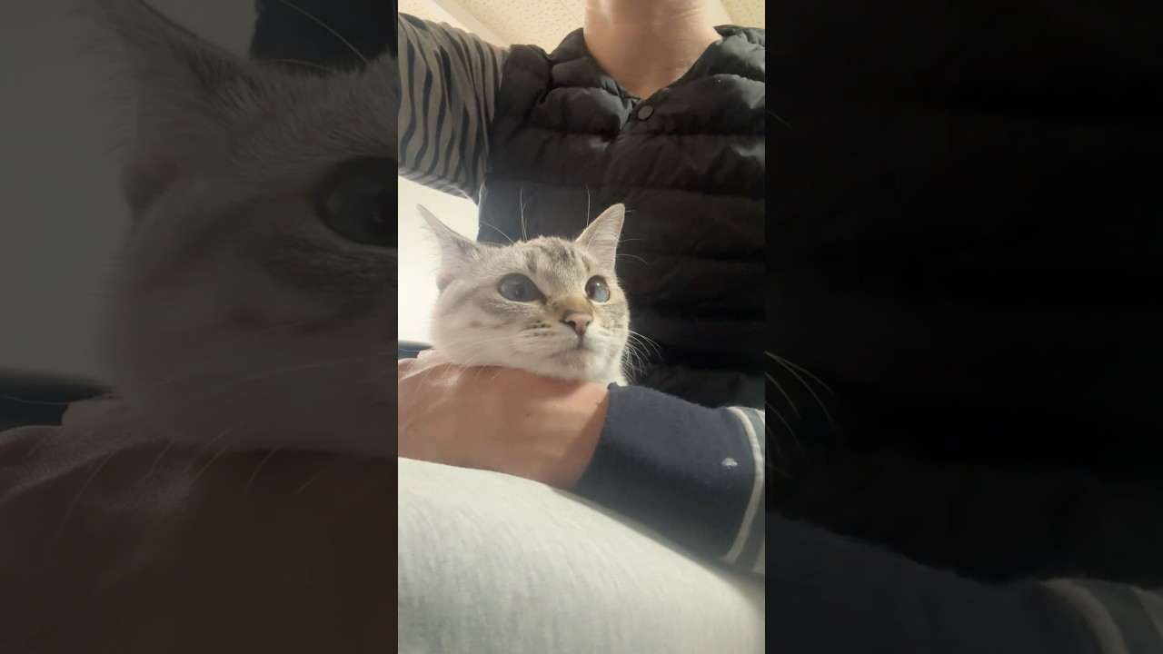 大人しく撫でられる猫　#シャムトラ #元保護猫 #シャムミックス  #cat #猫耳 #kitten  #猫耳 #siamesemix