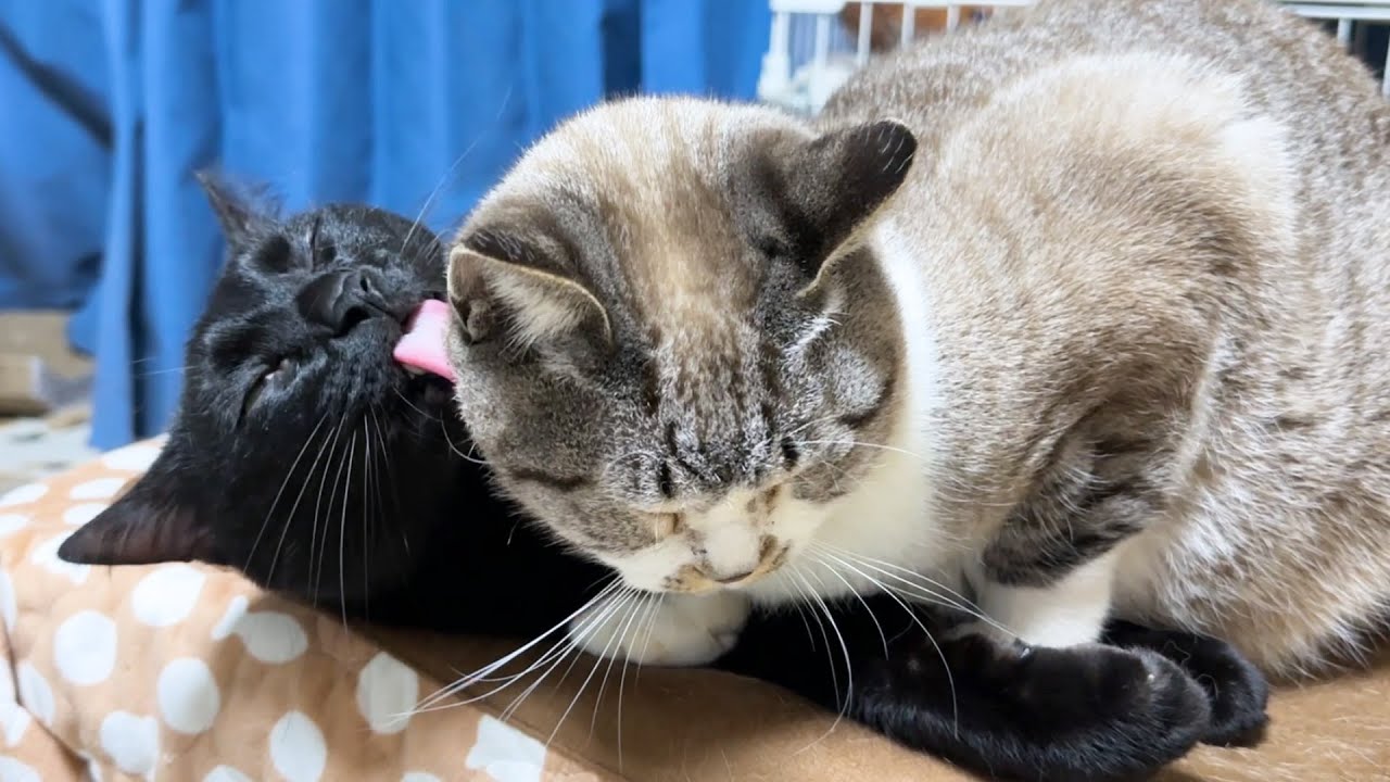 お姉ちゃん猫の大好きなぺろぺろを一生懸命首を動かし頑張る黒猫君が記録を更新しました(笑)