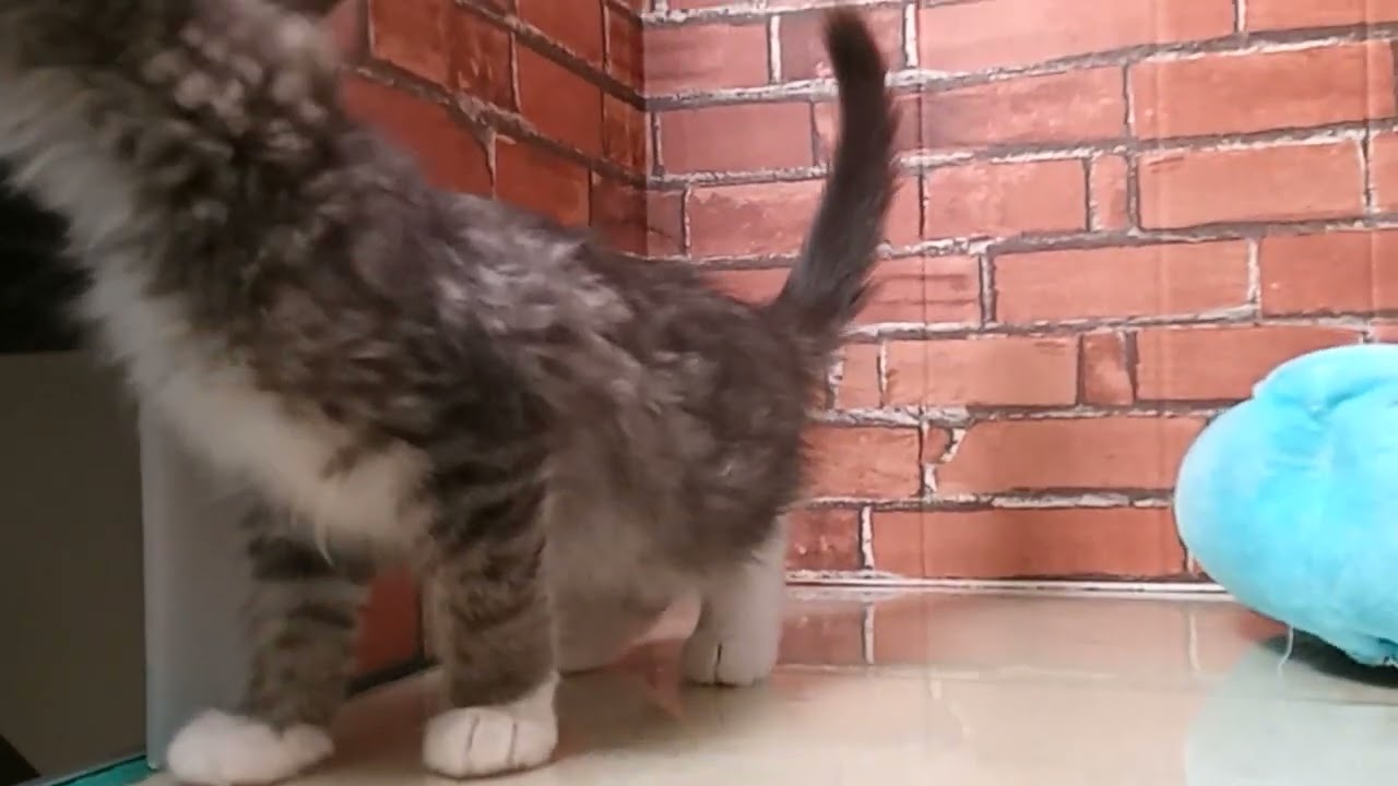 709171 ノルウェージャン・フォレストキャット