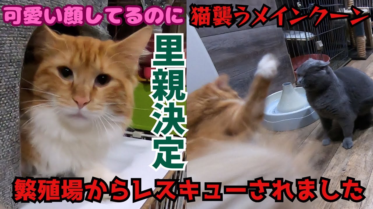 繁殖場からレスキューされたメインクーンやんちゃで猫を襲うけど里親決定保護猫カフェ猫の木）十三駅Maine Coon rescued from a breeding farm