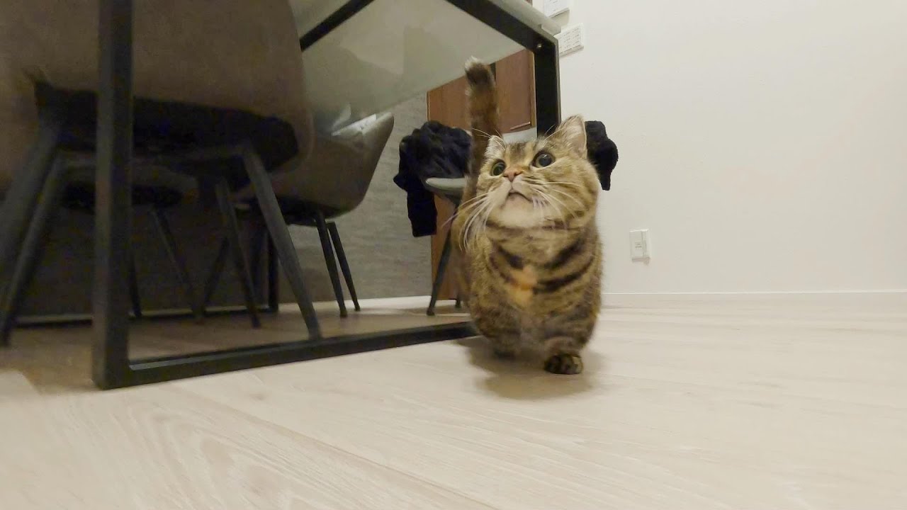 一日中、大好きなママのそばに居る猫ちゃんがかわいい