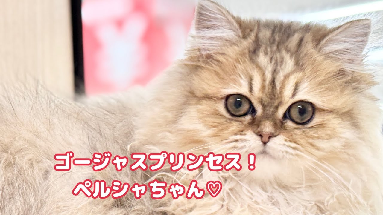 2025.02.20 ゴージャスな被毛が素敵！ペルシャちゃん♡