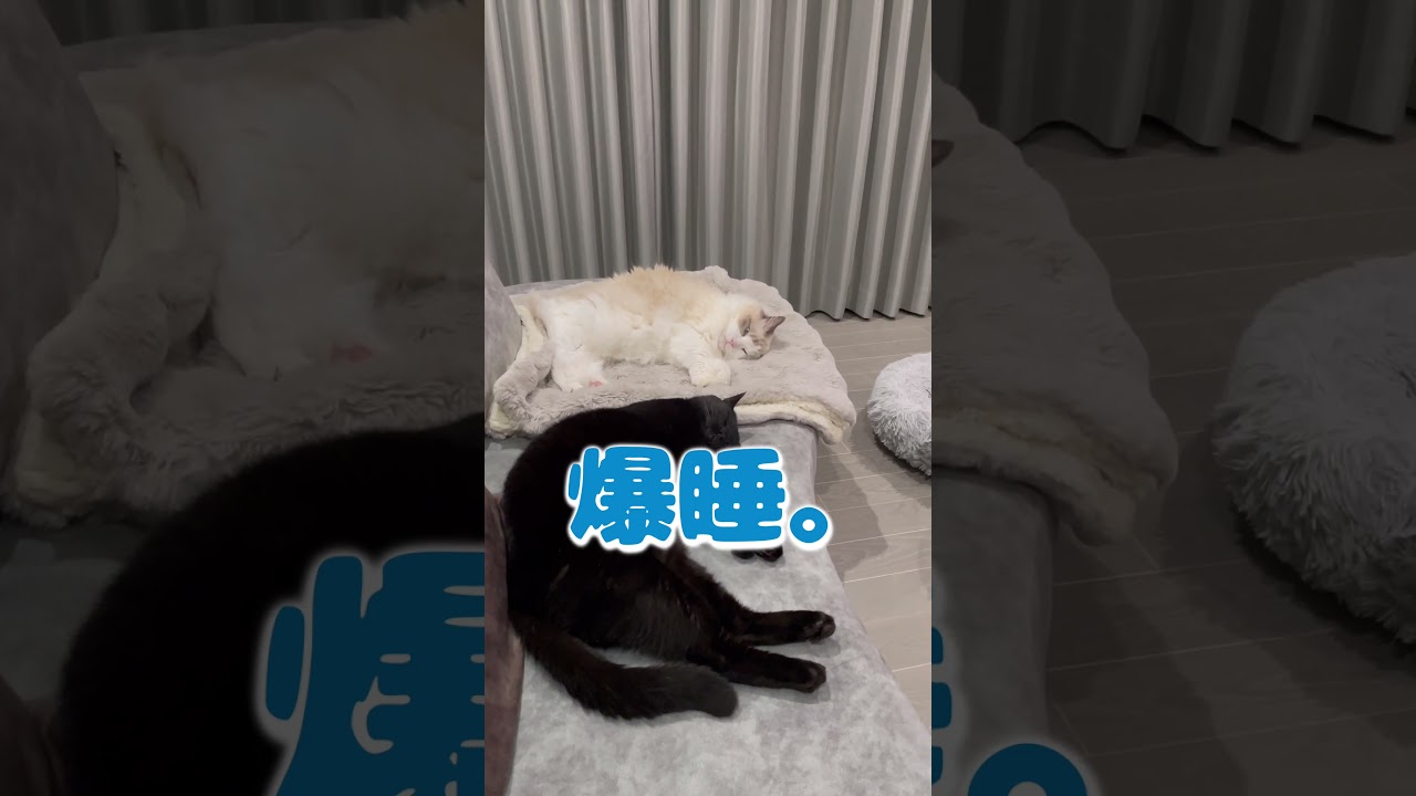 起きてますけど？  #猫 #cat #黒猫 #ラグドール #猫のいる暮らし