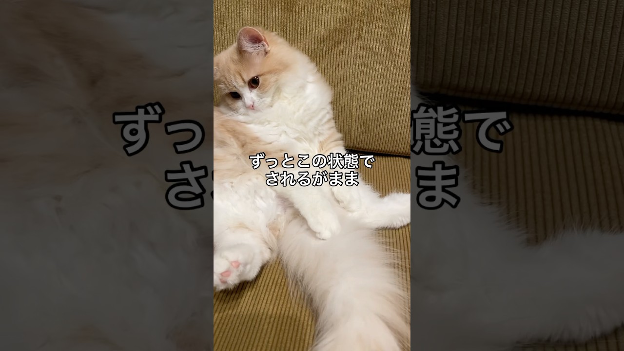 可愛すぎる座り方でくつろぐ猫 #cats #立ち耳スコティッシュフォールド