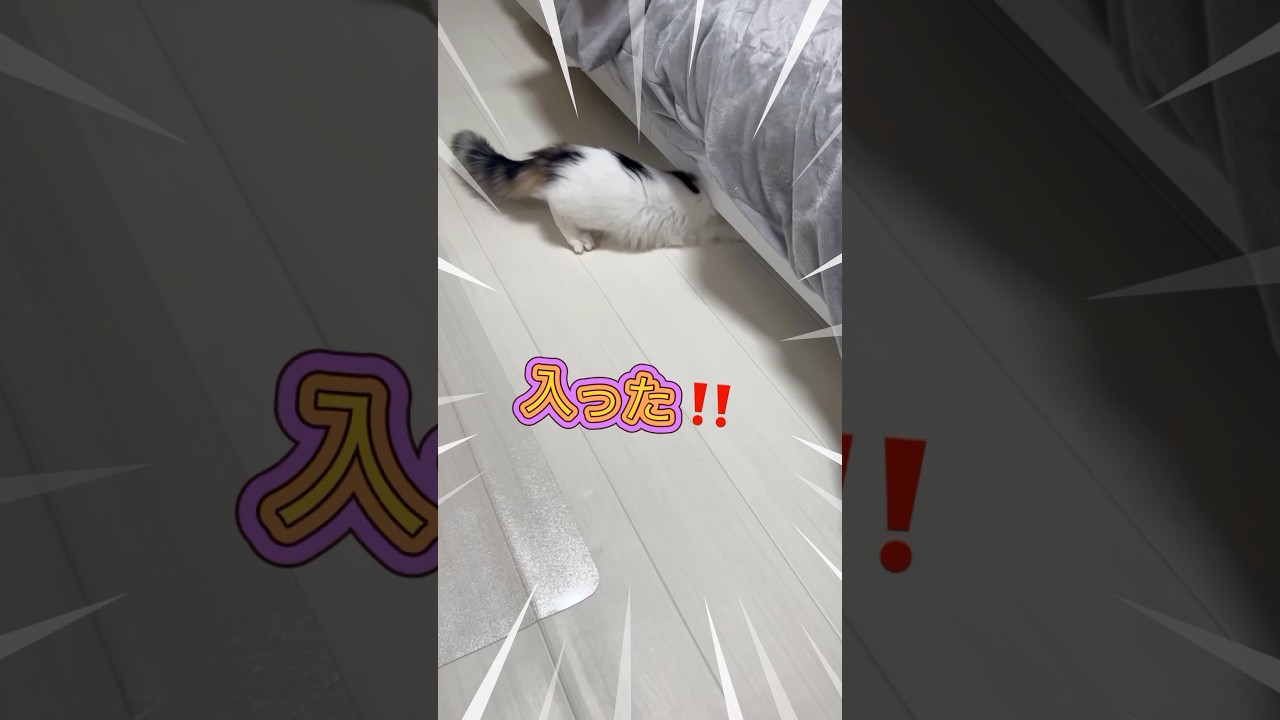 【子猫】ベッドの下に入ったおもちゃを追いかける #shorts #ノルウェージャンフォレストキャット #kitten