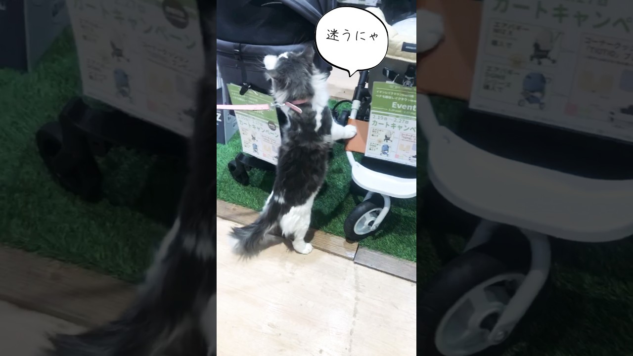 買い物にゃんこ#越谷レイクタウン #ノルウェージャンフォレストキャット #猫動画