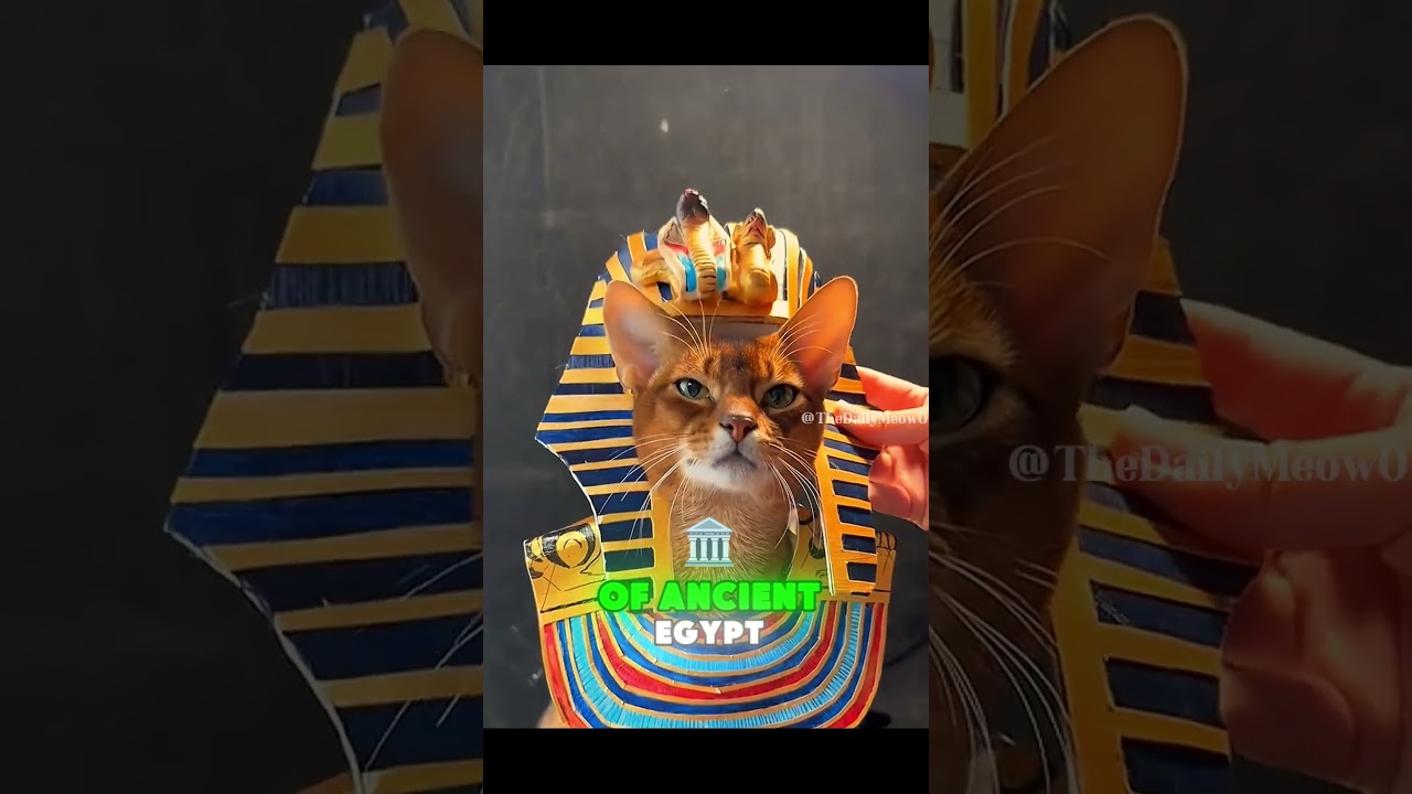 The Ancient Explorer of the Cat World – The Abyssinian! #youtubeshorts