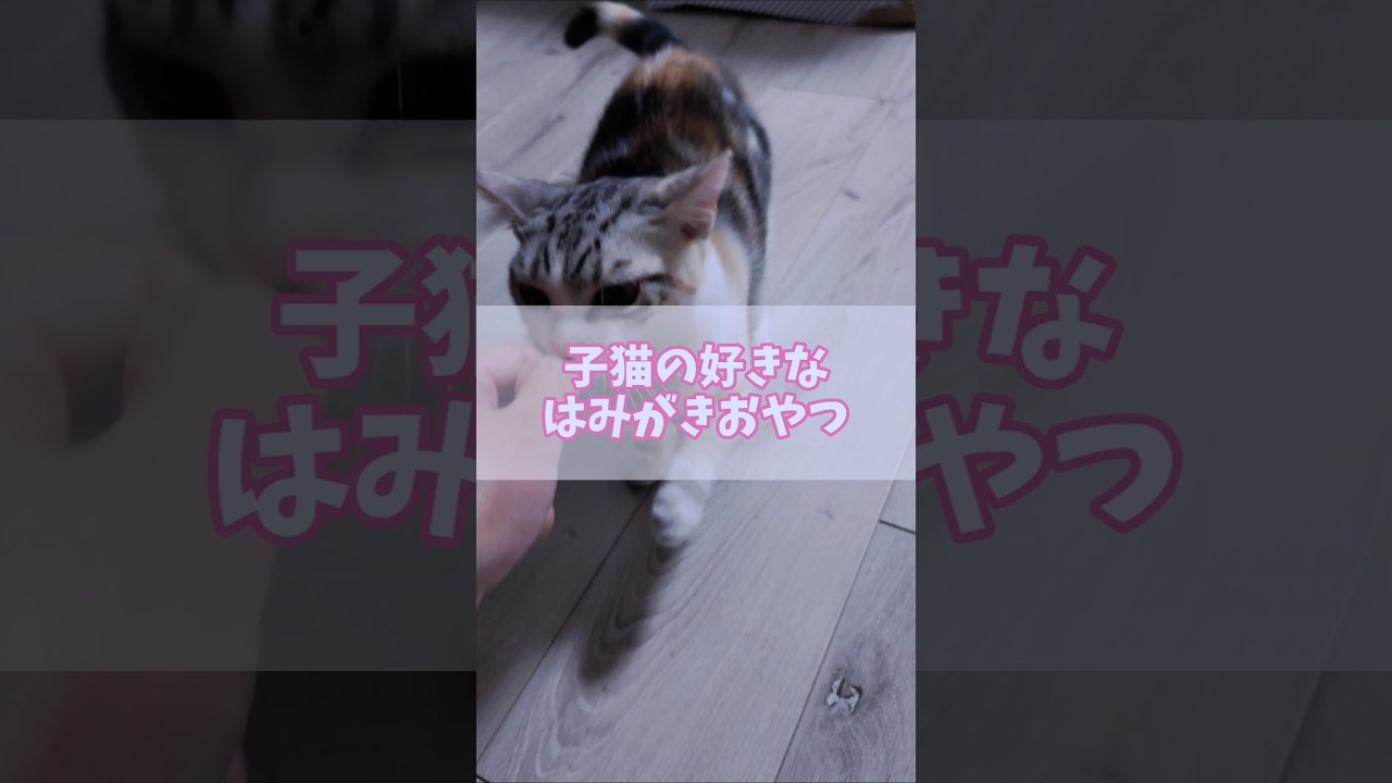 【チビびび】子猫の好きな歯磨きおやつ #cat #猫 #猫のいる暮らし #子猫 #子猫癒し