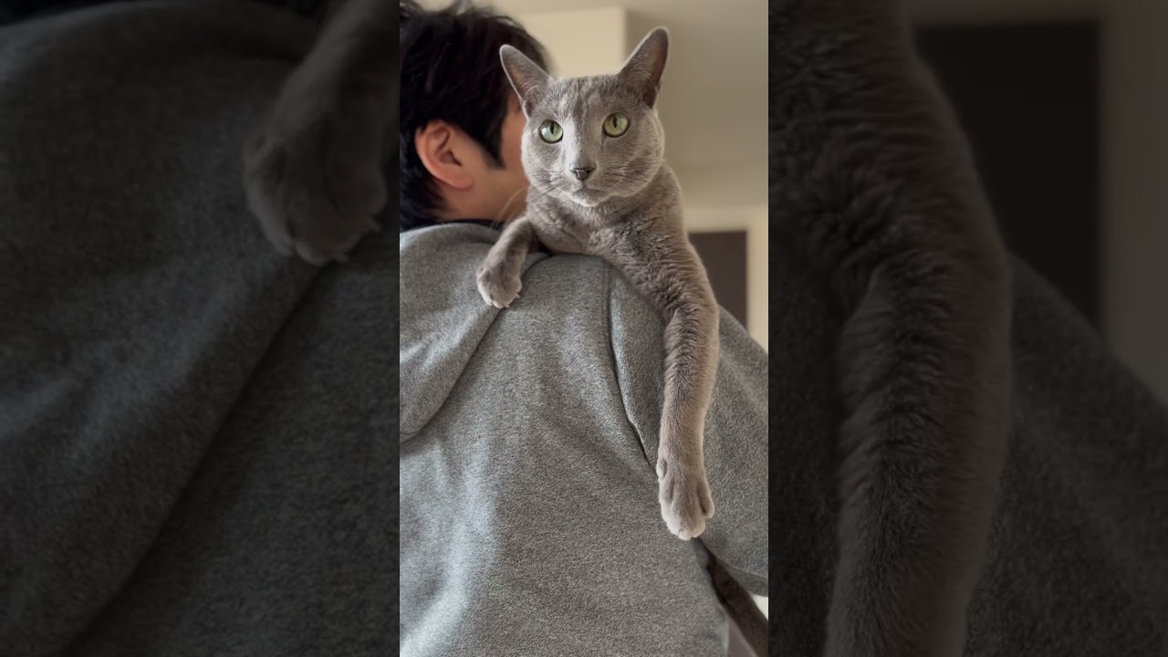 ウィルの毎日 558 おはようございます。 #ロシアンブルー #RussianBlue #Cat #猫 #ねこ #ウィルの毎日