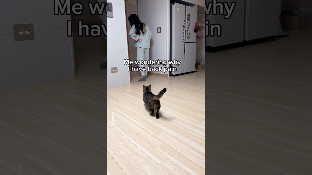 Absolutely no regrets!😅 #shorts #cat #funny