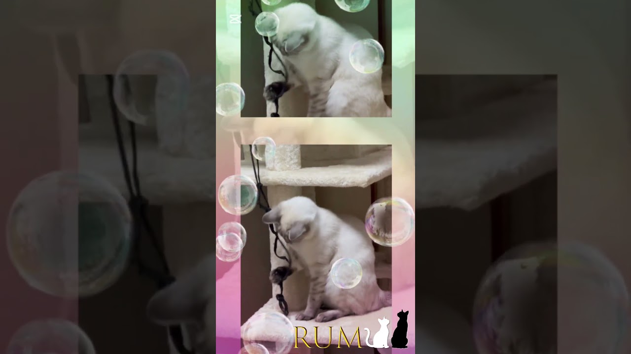 キャットタワーと仔猫。#シャムトラ #シャムトラミックス