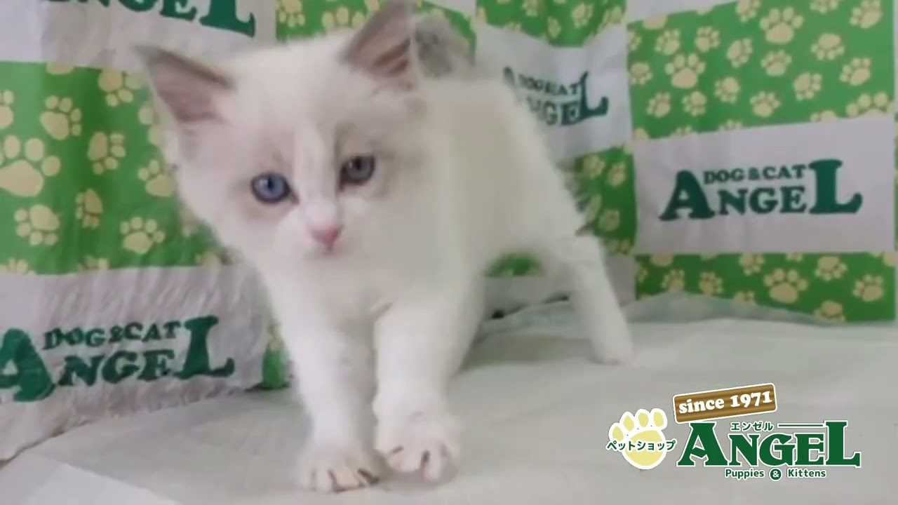 ラグドール 2502102 【ペットショップエンゼル　子犬・子猫販売】