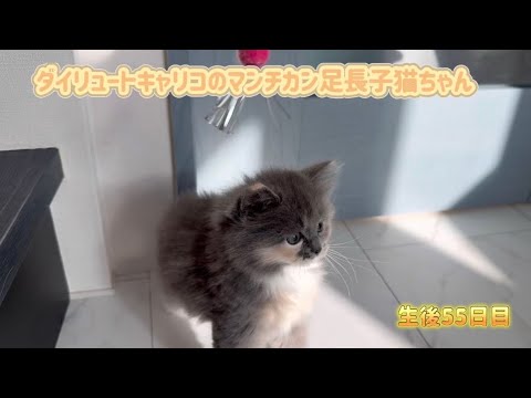 【マンチカン子猫生後55日目】のびのびゆるやかーに過ごしてます！#マンチカン#マンチカン子猫#子猫動画#子猫#マンチカン長足#munchkin #kitten