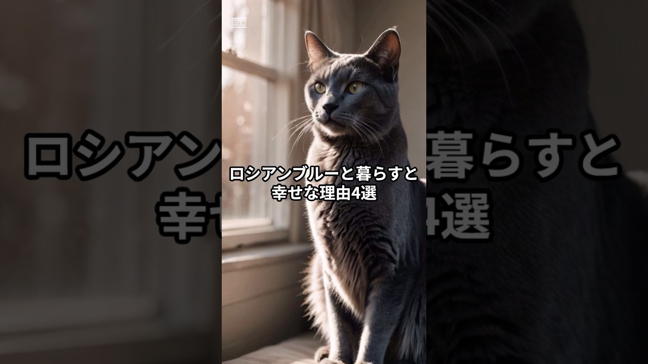 ロシアンブルーと暮らすと幸せな理由4選！猫の虜#shorts #ロシアンブルー #猫